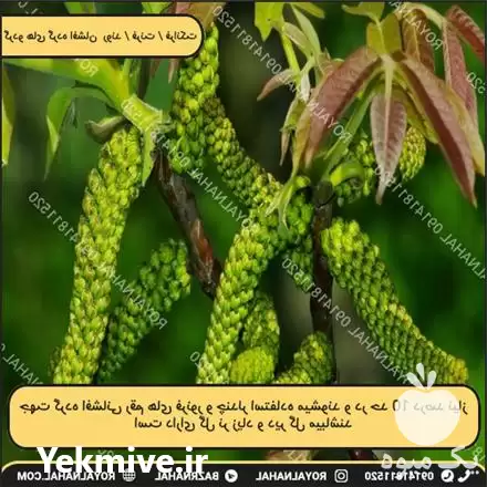 قیمت خرید نهال گردو فرنور در تهران در گروه خرید و فروش نهال گردو در یکمیوه -عکس1