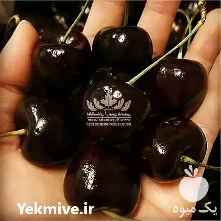 فروش نهال گیلاس دلارکا در تهران در گروه خرید و فروش نهال میوه در یکمیوه -عکس1