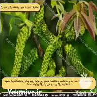 قیمت خرید نهال گردو فرنور در تهران در گروه خرید و فروش نهال گردو در یکمیوه