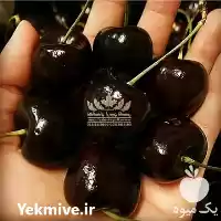 فروش نهال گیلاس دلارکا در تهران در گروه خرید و فروش نهال میوه در یکمیوه