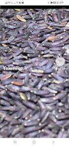 بالنگو بذر بالنگ شربتی در اصفهان در گروه خرید و فروش انواع بذر در یکمیوه