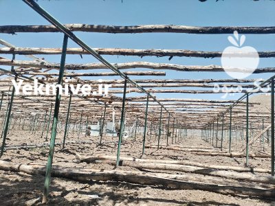 خریدار و سازنده چوب سازه گلخانه ای سنتی در بهاران شهر در گروه خرید و فروش سوله و سازه گلخانه در یکمیوه -عکس1