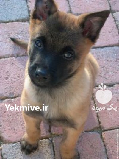 مرکز خرید و فروش سگ مالینویز در محمدشهر در گروه سگ و گربه در یکمیوه -عکس1