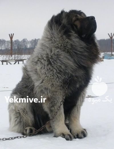 مرکز خرید و فروش سگ قفقازی در کوهسار در گروه سگ و گربه در یکمیوه -عکس1