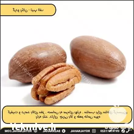 فروش خرید نهال گردو پکان تیپ در گروه خرید و فروش نهال گردو در یکمیوه -عکس1