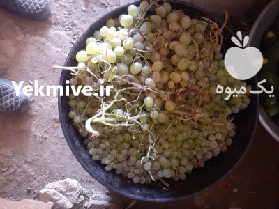 فروش انگور برای شیره انگور در گروه خرید و فروش انگور در یکمیوه -عکس1