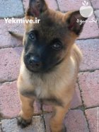 مرکز خرید و فروش سگ مالینویز در محمدشهر در گروه سگ و گربه در یکمیوه