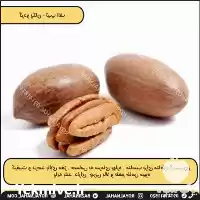 فروش خرید نهال گردو پکان تیپ در گروه خرید و فروش نهال گردو در یکمیوه