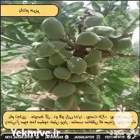 فروش نهال بادام حریر در تهران در گروه خرید و فروش نهال بادام در یکمیوه