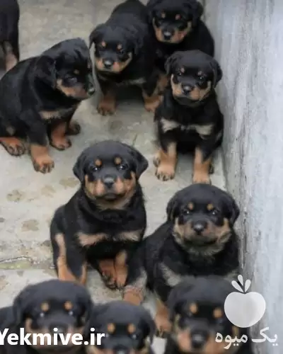 قیمت خرید ویژه روتوایلر در کرج در گروه سگ و گربه در یکمیوه -عکس1