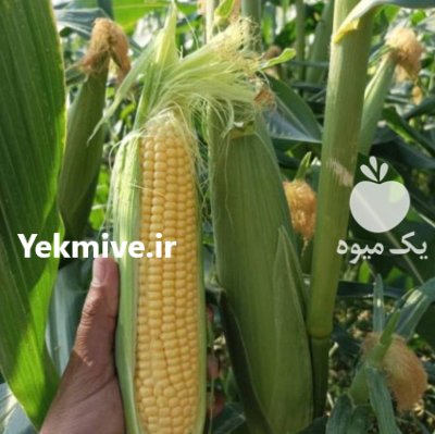 فروش ذرت بلالی آمریکایی سر درختی در سرپل ذهاب در گروه خرید و فروش ذرت در یکمیوه -عکس1