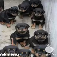 قیمت خرید ویژه روتوایلر در کرج در گروه سگ و گربه در یکمیوه