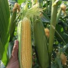 فروش ذرت بلالی آمریکایی سر درختی در سرپل ذهاب در گروه خرید و فروش ذرت در یکمیوه