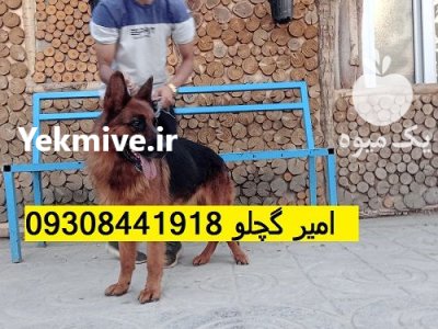 فروش توله سگ ژرمن شپرد سگ در گروه سگ و گربه در یکمیوه -عکس1