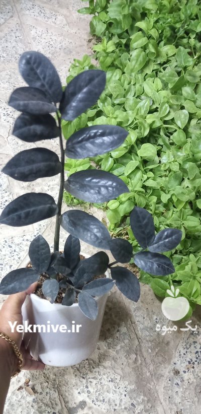 فروش گل و گیاه آپارتمانی در شیراز در گروه خرید و فروش گیاهان زینتی در یکمیوه -عکس1