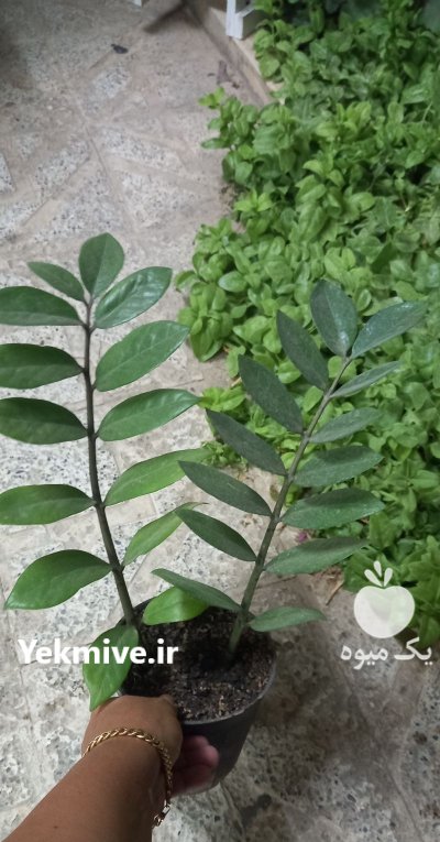 فروش گل و گیاه آپارتمانی در شیراز در گروه خرید و فروش گیاهان زینتی در یکمیوه -عکس3