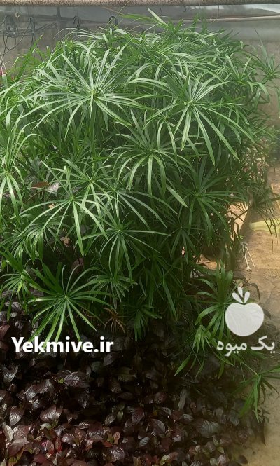 فروش گل و گیاه آپارتمانی در شیراز در گروه خرید و فروش گیاهان زینتی در یکمیوه -عکس4