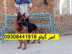 فروش توله سگ ژرمن شپرد سگ در گروه سگ و گربه در یکمیوه