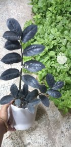 فروش گل و گیاه آپارتمانی در شیراز در گروه خرید و فروش گیاهان زینتی در یکمیوه