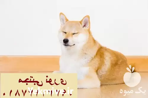 فروش آکیتا اصیل در مهر در گروه سگ و گربه در یکمیوه -عکس1