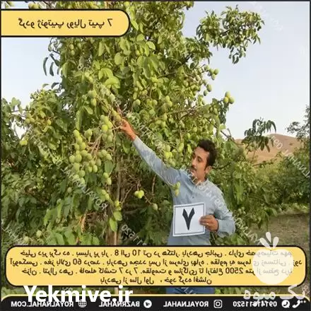 پیش فروش نهال گردو ژنوتیپ تیپ 7 در تهران در گروه خرید و فروش نهال گردو در یکمیوه -عکس1
