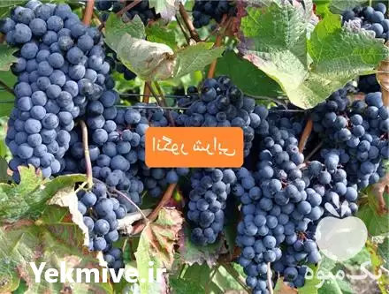 خرید نهال انگور در تهران در گروه خرید و فروش نهال انگور در یکمیوه -عکس1
