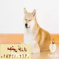 فروش آکیتا اصیل در مهر در گروه سگ و گربه در یکمیوه