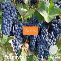 خرید نهال انگور در تهران در گروه خرید و فروش نهال انگور در یکمیوه