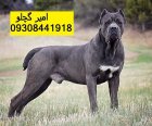 توله سگ کن کورسو مشکی ماده در کرج در گروه سگ و گربه در یکمیوه