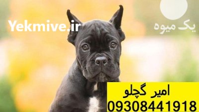 توله سگ کن کورسو مشکی نر در زنجان در گروه سگ و گربه در یکمیوه -عکس1