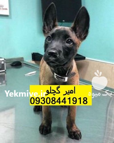 فروش سگ بلژین مالینویز توله ماده در بوشهر در گروه سگ و گربه در یکمیوه -عکس1