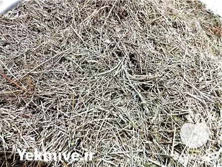 فروش عمده چوب اویشن در داراب در گروه خرید و فروش گیاهان دارویی در یکمیوه -عکس1