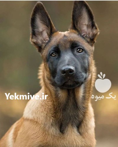 مرکز خرید و فروش سگ مالینویز در گروه سگ و گربه در یکمیوه -عکس1