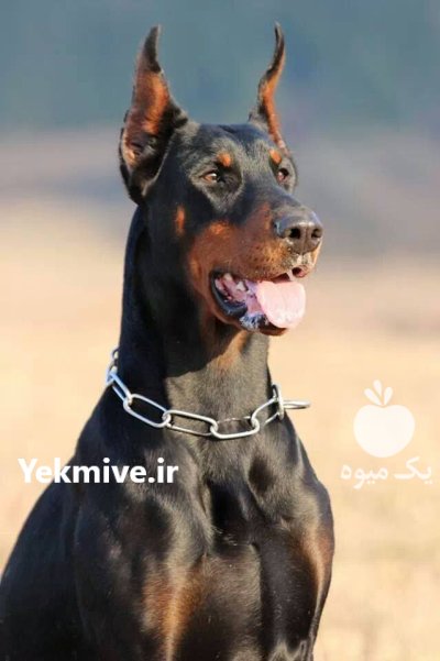 مرکز خرید و فروش سگ دوبرمن در کمال شهر در گروه سگ و گربه در یکمیوه -عکس1