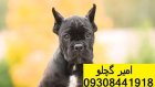 توله سگ کن کورسو مشکی نر در زنجان در گروه سگ و گربه در یکمیوه