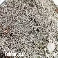 فروش عمده چوب اویشن در داراب در گروه خرید و فروش گیاهان دارویی در یکمیوه