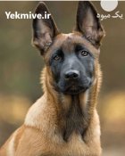 مرکز خرید و فروش سگ مالینویز در گروه سگ و گربه در یکمیوه