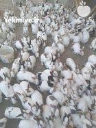 آگهی مشابه فروش کود حیوانی خرگوش در گلپایگان در گروه خرید و فروش کود حیوانی در یکمیوه