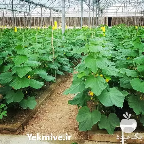 اجاره گلخانه اجاره گلخانه در مشهد در گروه اجاره فروش گلخانه در یکمیوه -عکس1