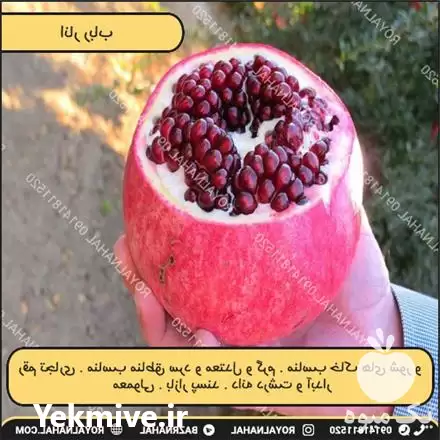 قیمت خرید نهال انار رباب در تهران در گروه خرید و فروش نهال انار در یکمیوه -عکس1