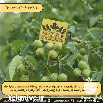 قیمت خرید نهال گردو چندلر در تهران در گروه خرید و فروش نهال گردو در یکمیوه -عکس1