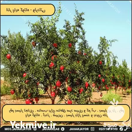 فروش انار پایه کوتاه در تهران در گروه خرید و فروش انار در یکمیوه -عکس1