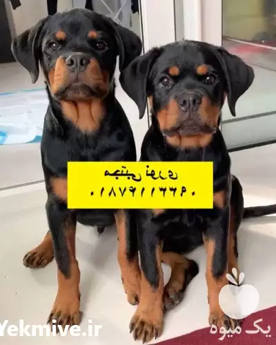 خرید فروش روتوایلر اصیل اروپایی در گروه سگ و گربه در یکمیوه -عکس1