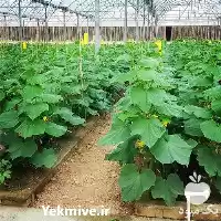 اجاره گلخانه اجاره گلخانه در مشهد در گروه اجاره فروش گلخانه در یکمیوه