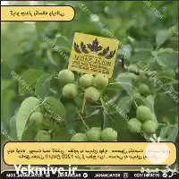 قیمت خرید نهال گردو چندلر در تهران در گروه خرید و فروش نهال گردو در یکمیوه