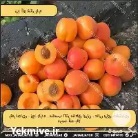 پیش فروش نهال زرد الو شکرپاره در تهران در گروه خرید و فروش نهال در یکمیوه
