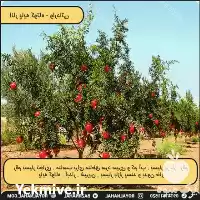 فروش انار پایه کوتاه در تهران در گروه خرید و فروش انار در یکمیوه