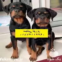 خرید فروش روتوایلر اصیل اروپایی در گروه سگ و گربه در یکمیوه