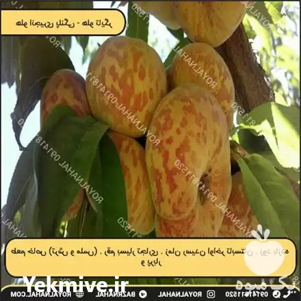 قیمت خرید نهال هلو انجیری پلنگی در تهران در گروه خرید و فروش نهال در یکمیوه -عکس1