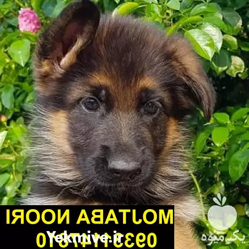 فروش سگ ژرمن در مرکز پرورش در کرج در گروه سگ و گربه در یکمیوه -عکس1